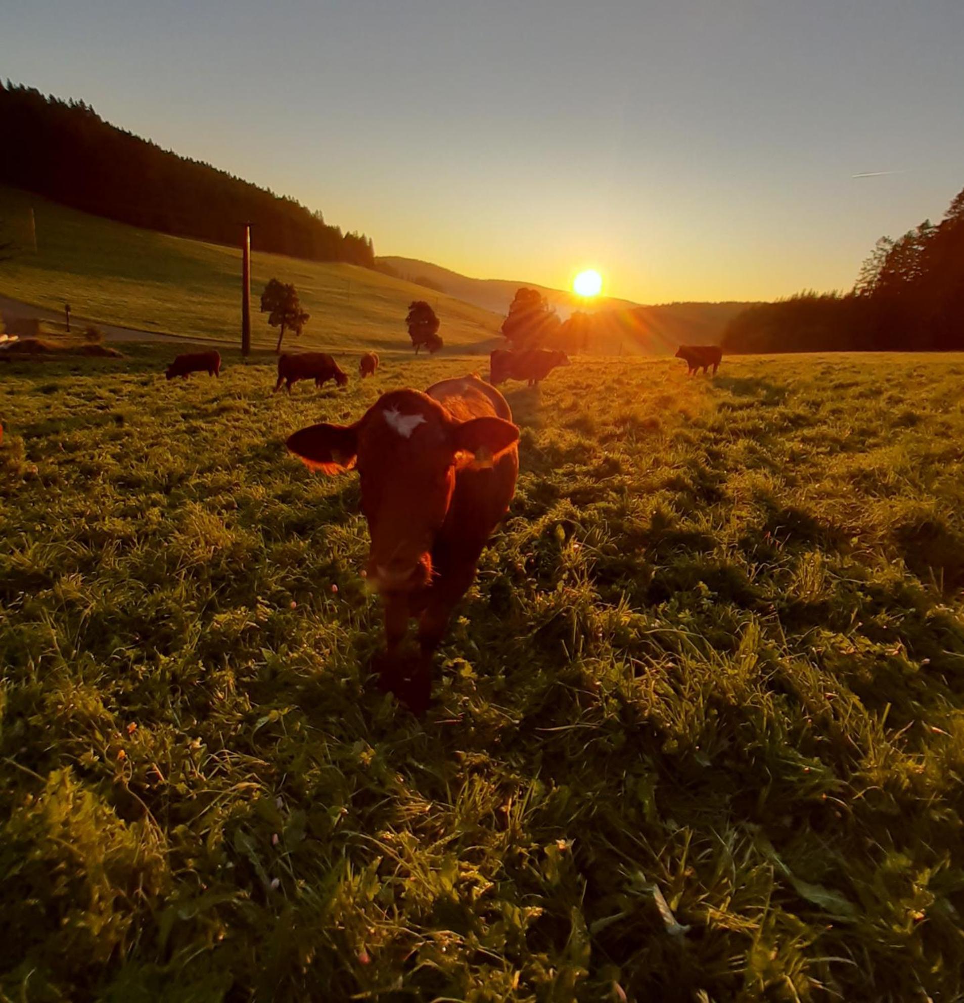 Oberengenbachhof Leilighet Eisenbach  Eksteriør bilde