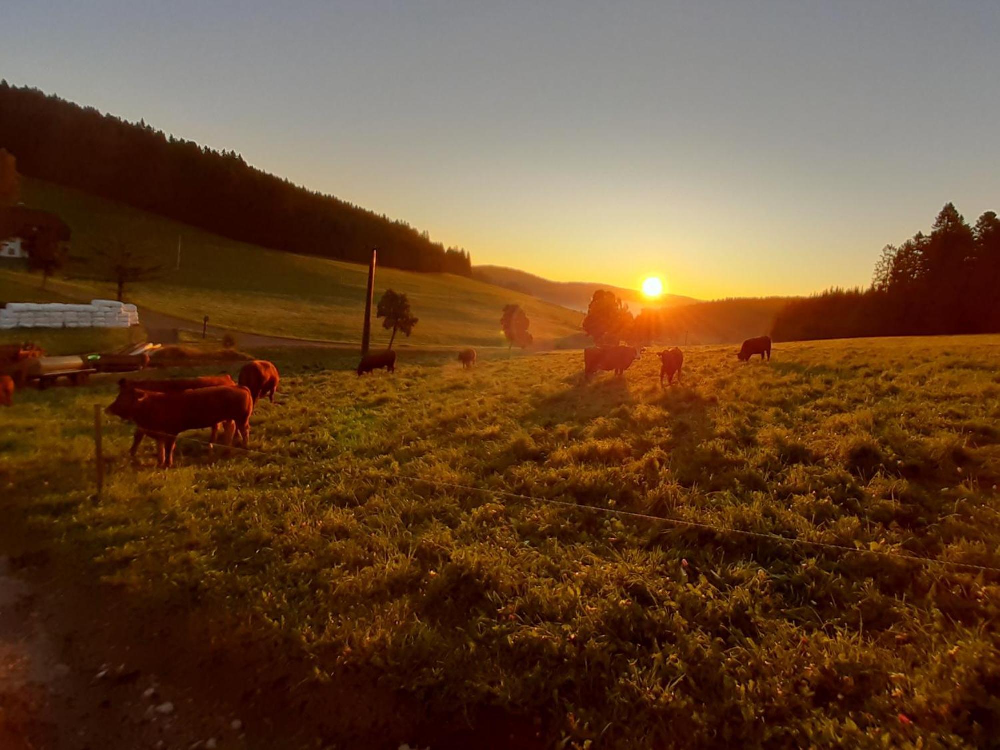 Oberengenbachhof Leilighet Eisenbach  Eksteriør bilde