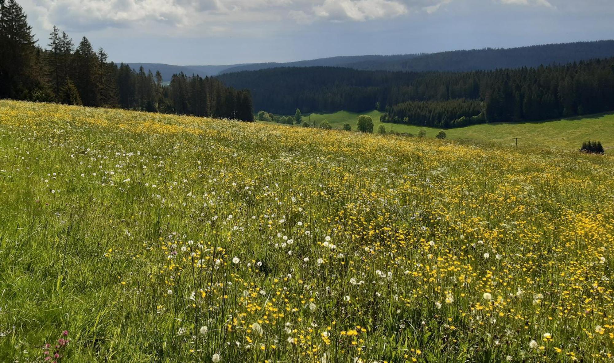 Oberengenbachhof Leilighet Eisenbach  Eksteriør bilde